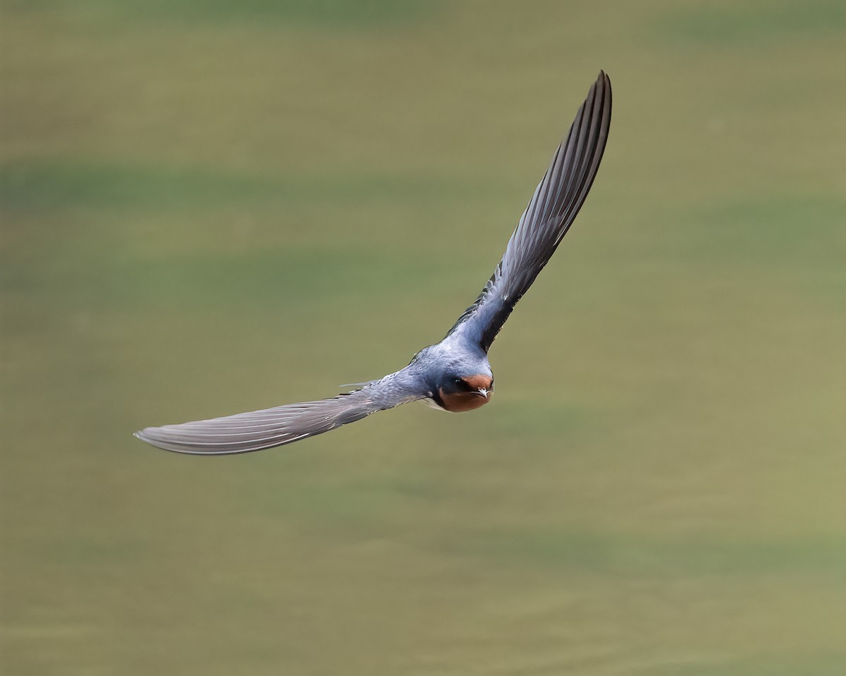 Barn Swallow - ML636264675