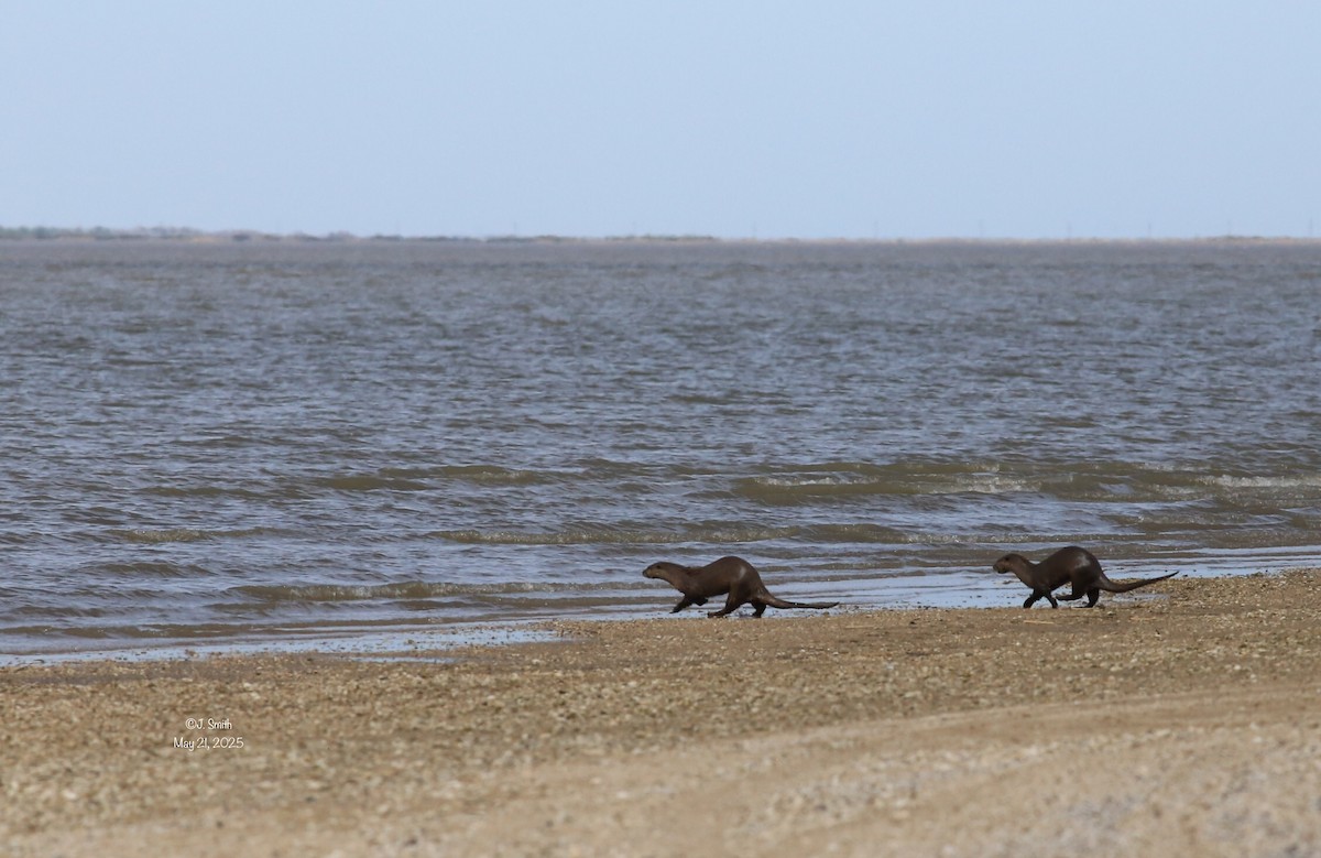 Animals - ML636264733