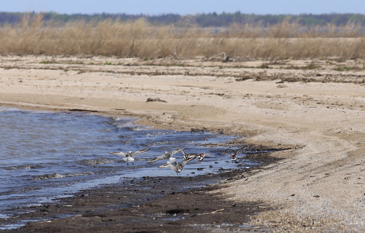 kulík bledý - ML636264751