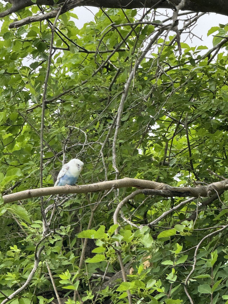 Budgerigar (Domestic type) - ML636264752
