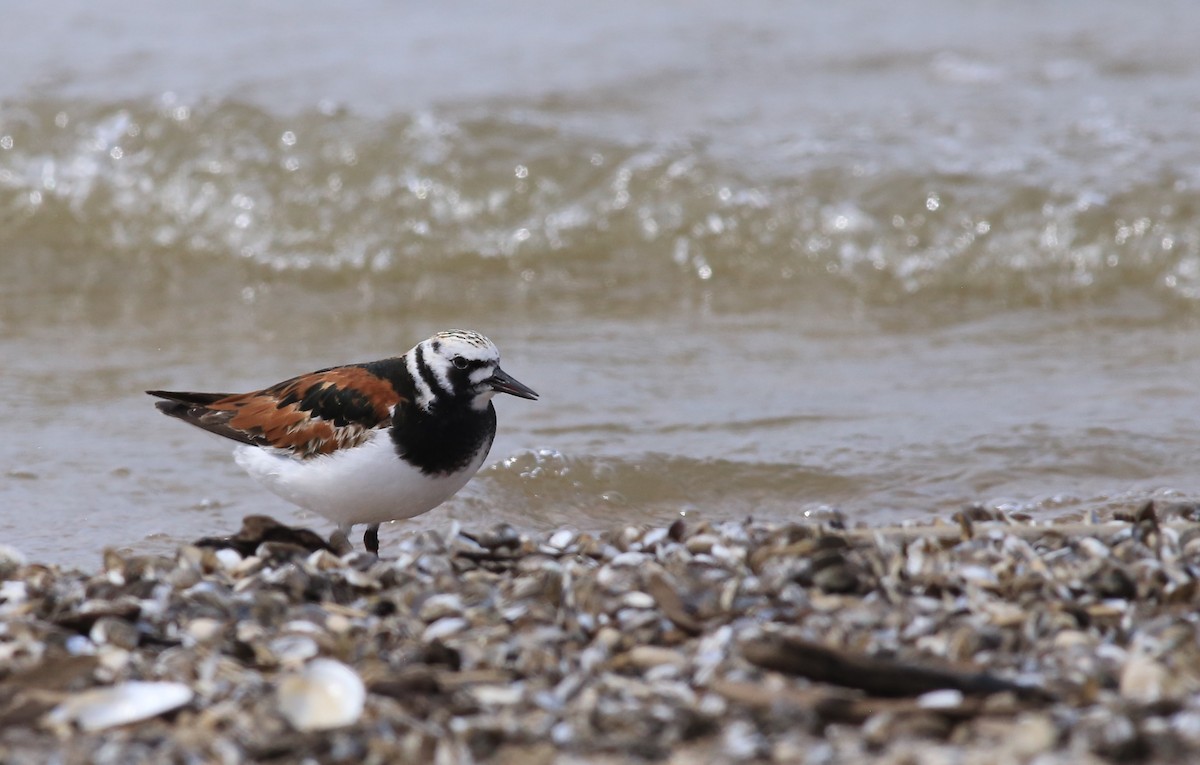 kamenáček pestrý - ML636264785