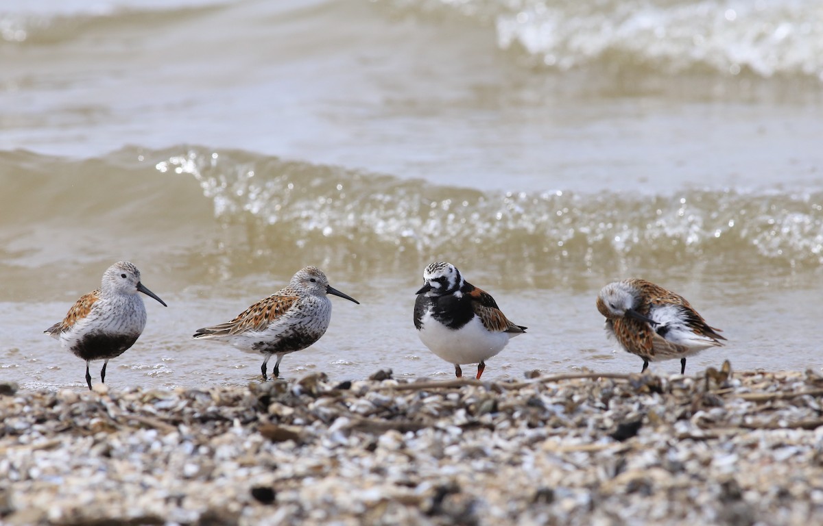 kamenáček pestrý - ML636264787