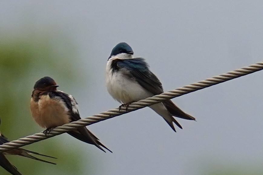Tree Swallow - ML636264823