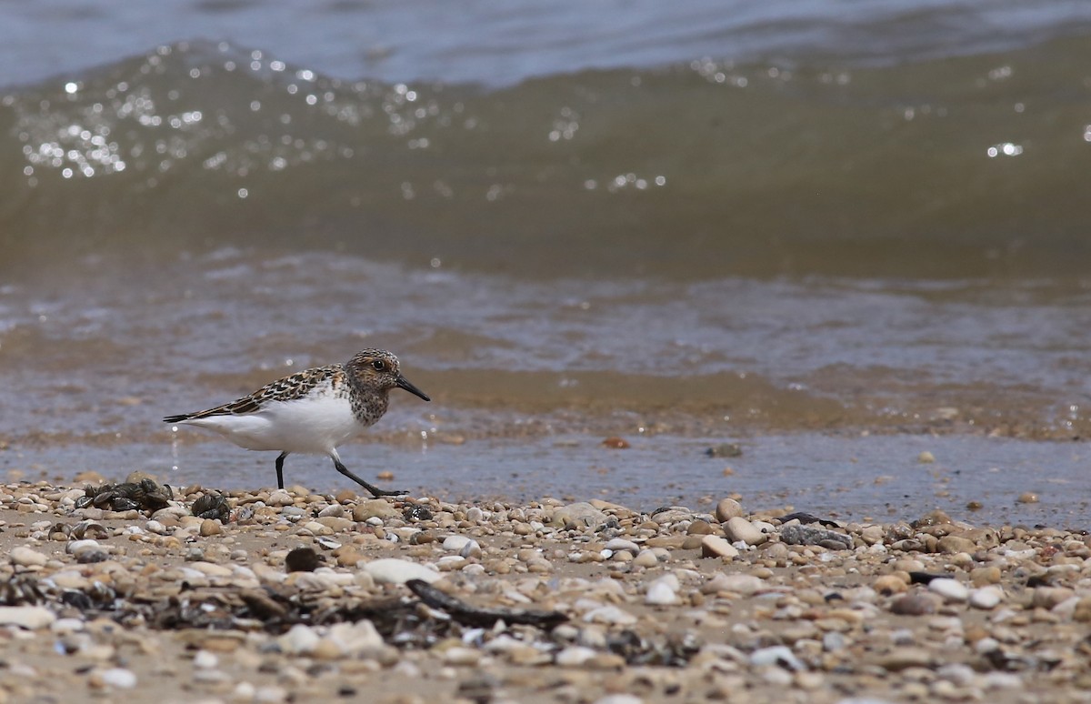 jespák písečný - ML636264833