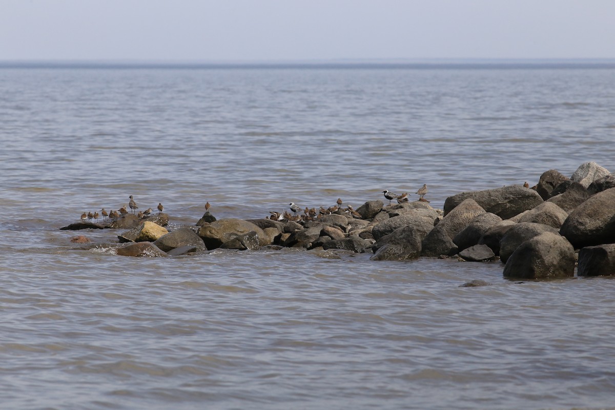 jespák obecný - ML636264891