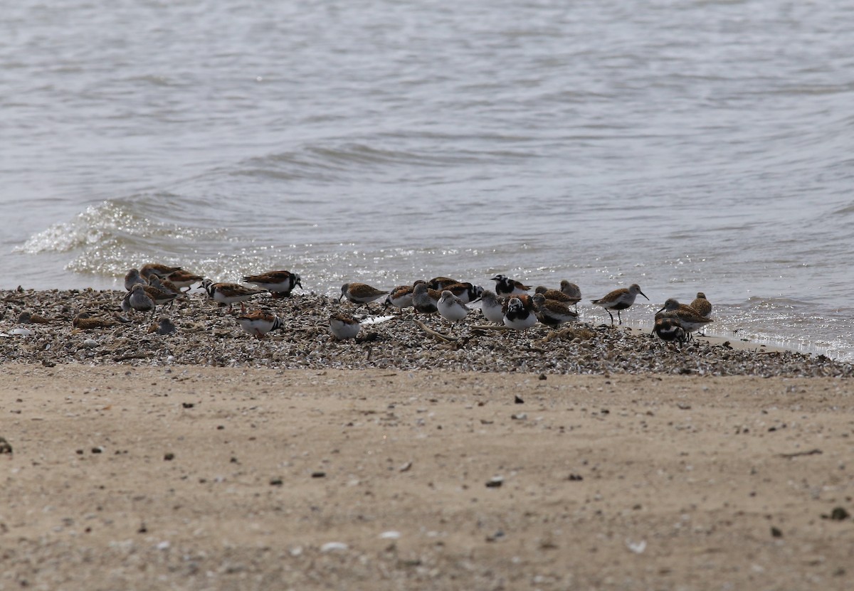 jespák obecný - ML636264892