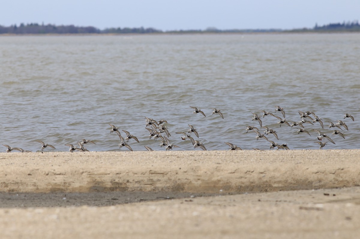 jespák obecný - ML636264893