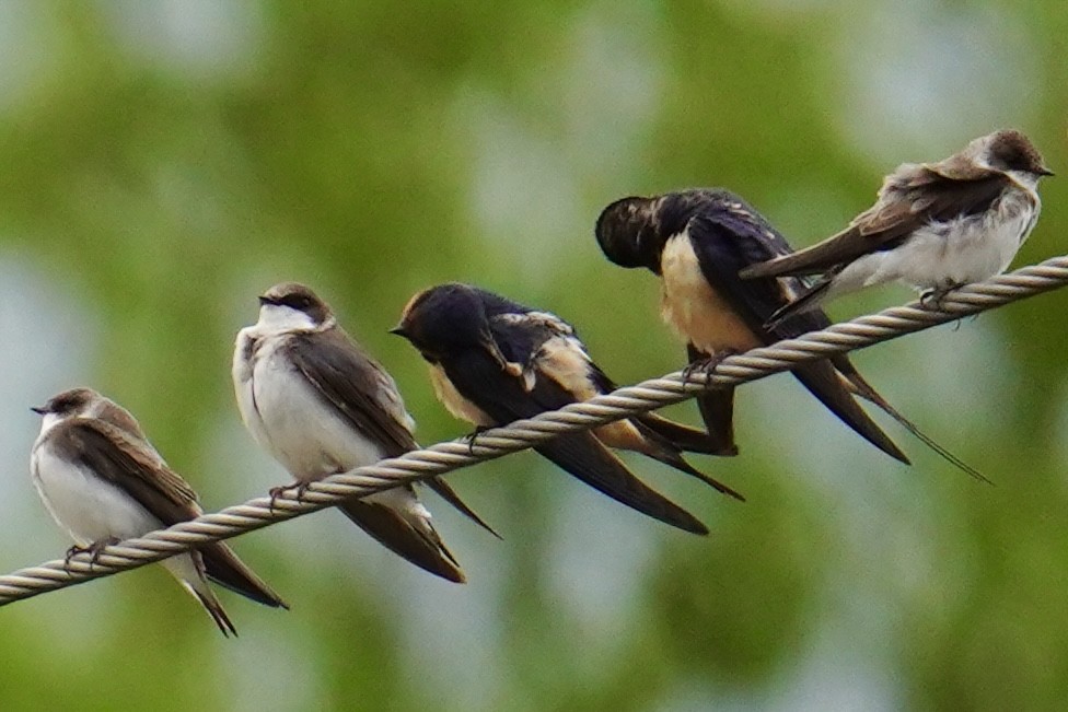 Bank Swallow - ML636264938