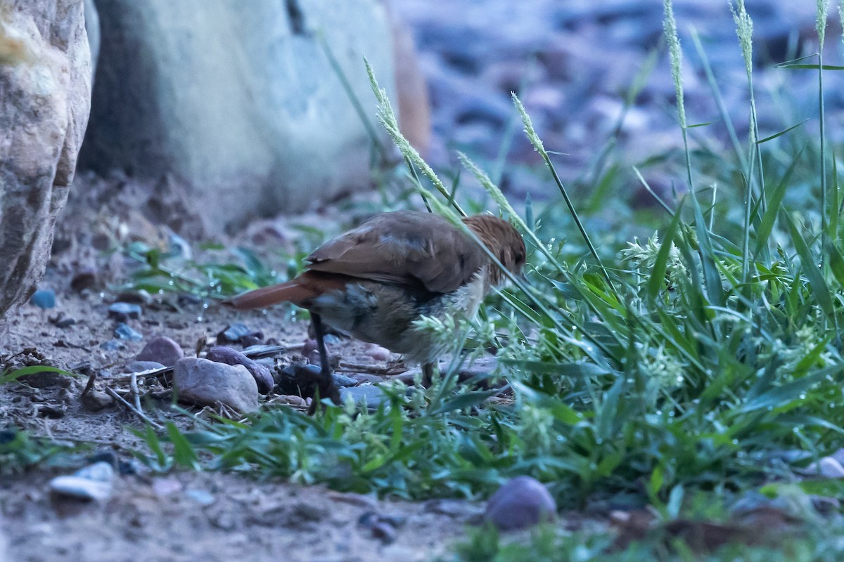 Rufous Hornero - ML636264944