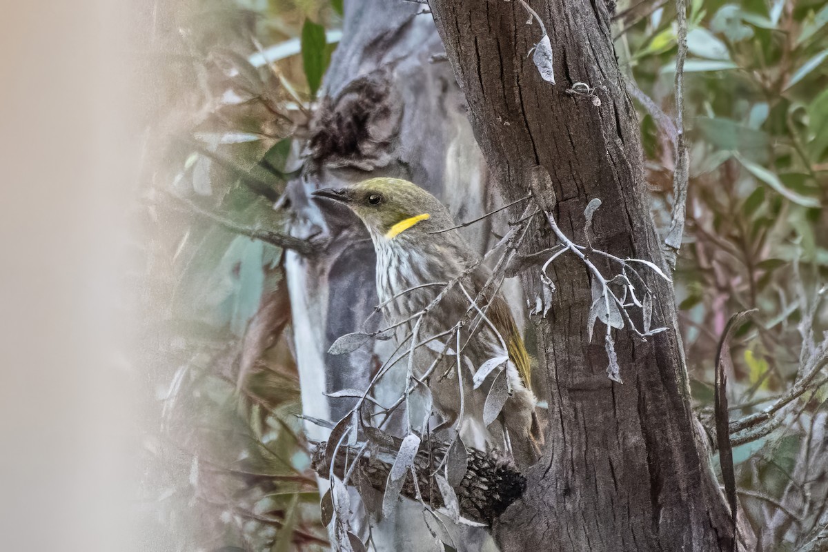 Yellow-plumed Honeyeater - ML636264953