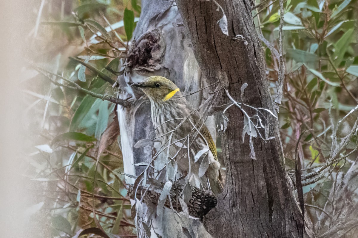 Yellow-plumed Honeyeater - ML636264954