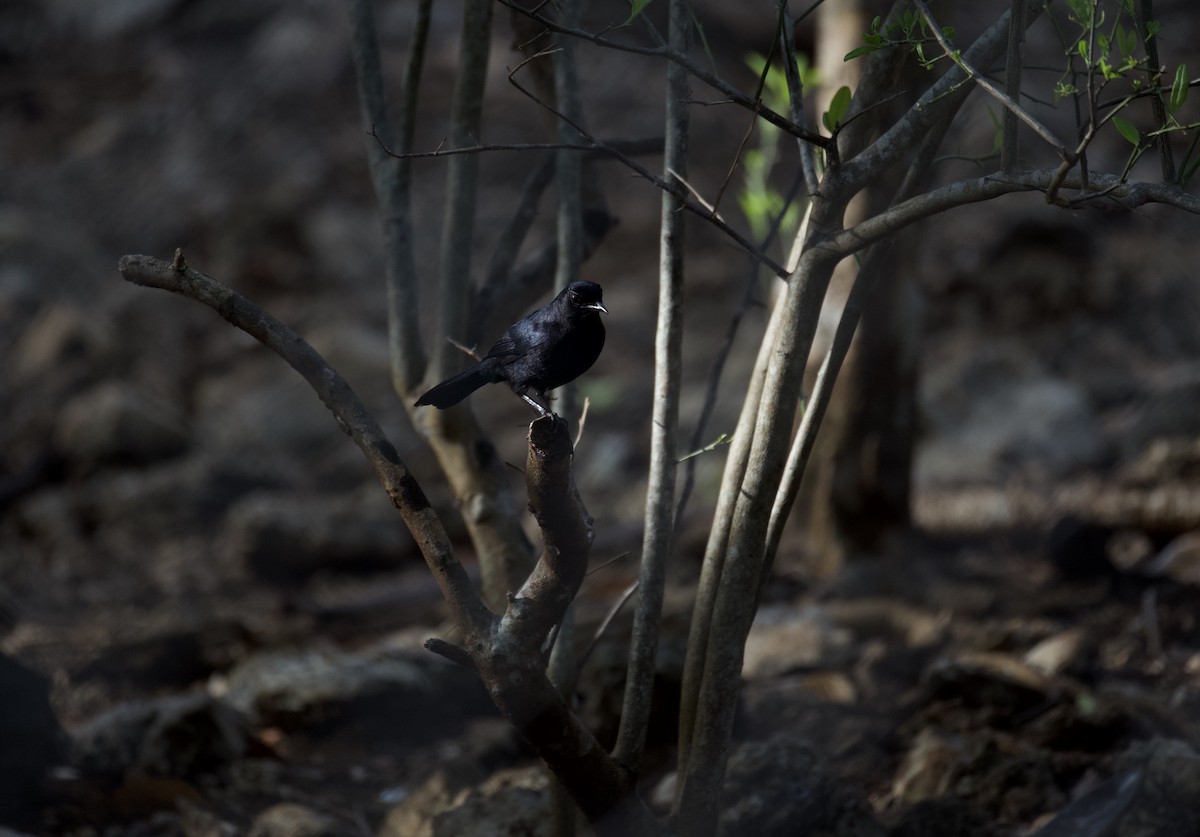 Black Catbird - ML636264955