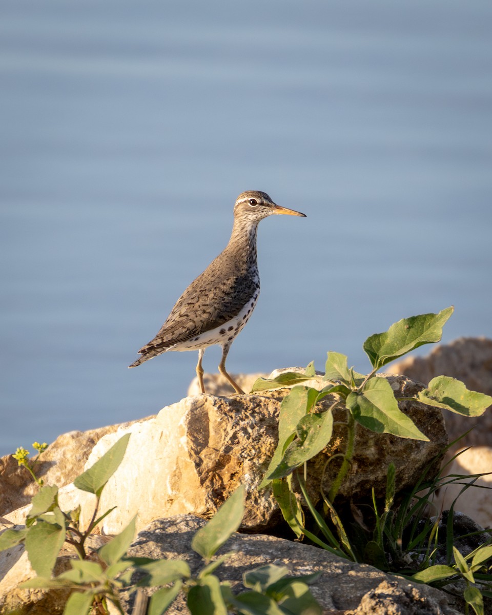 flekksnipe - ML636264975