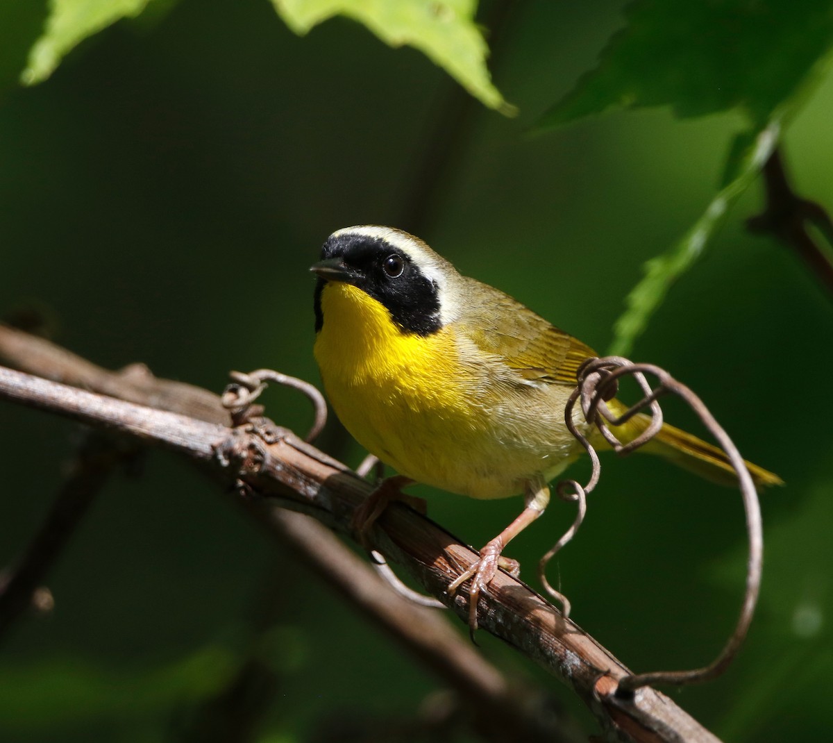 Common Yellowthroat - ML636264986