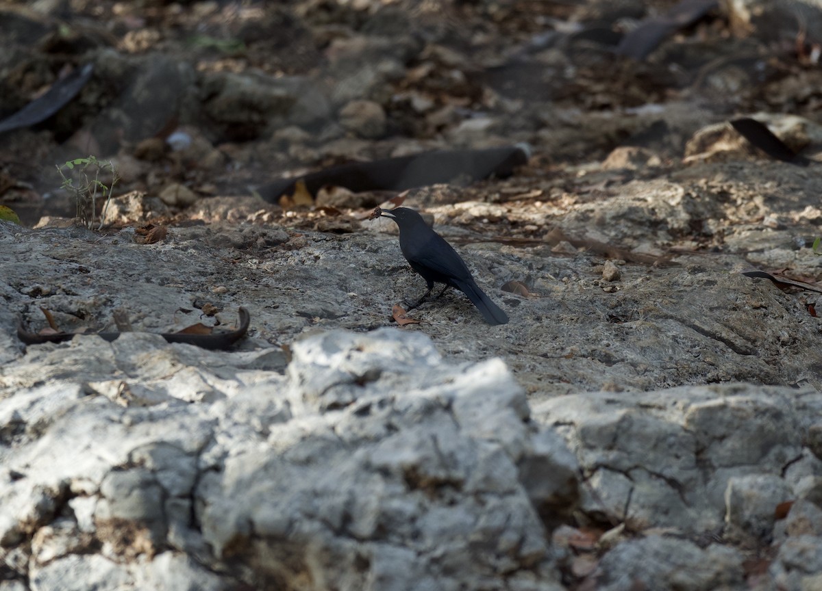Black Catbird - ML636264992
