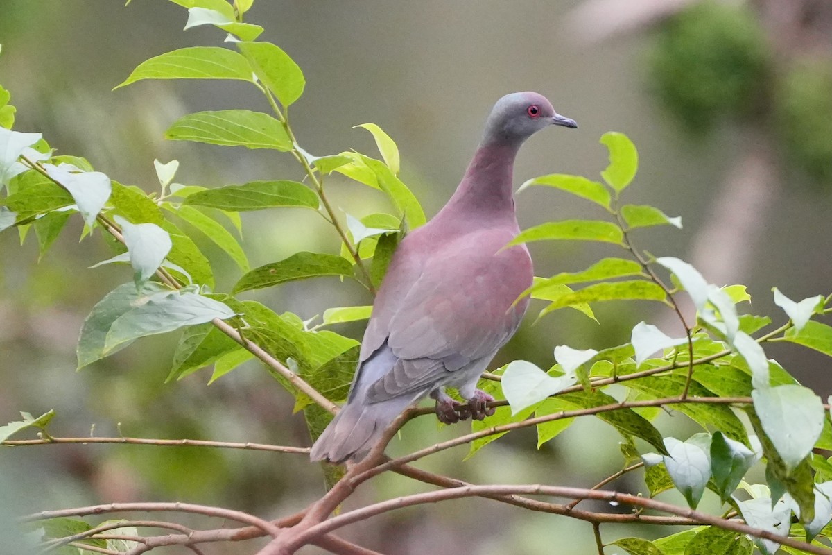 Pale-vented Pigeon - ML636265020