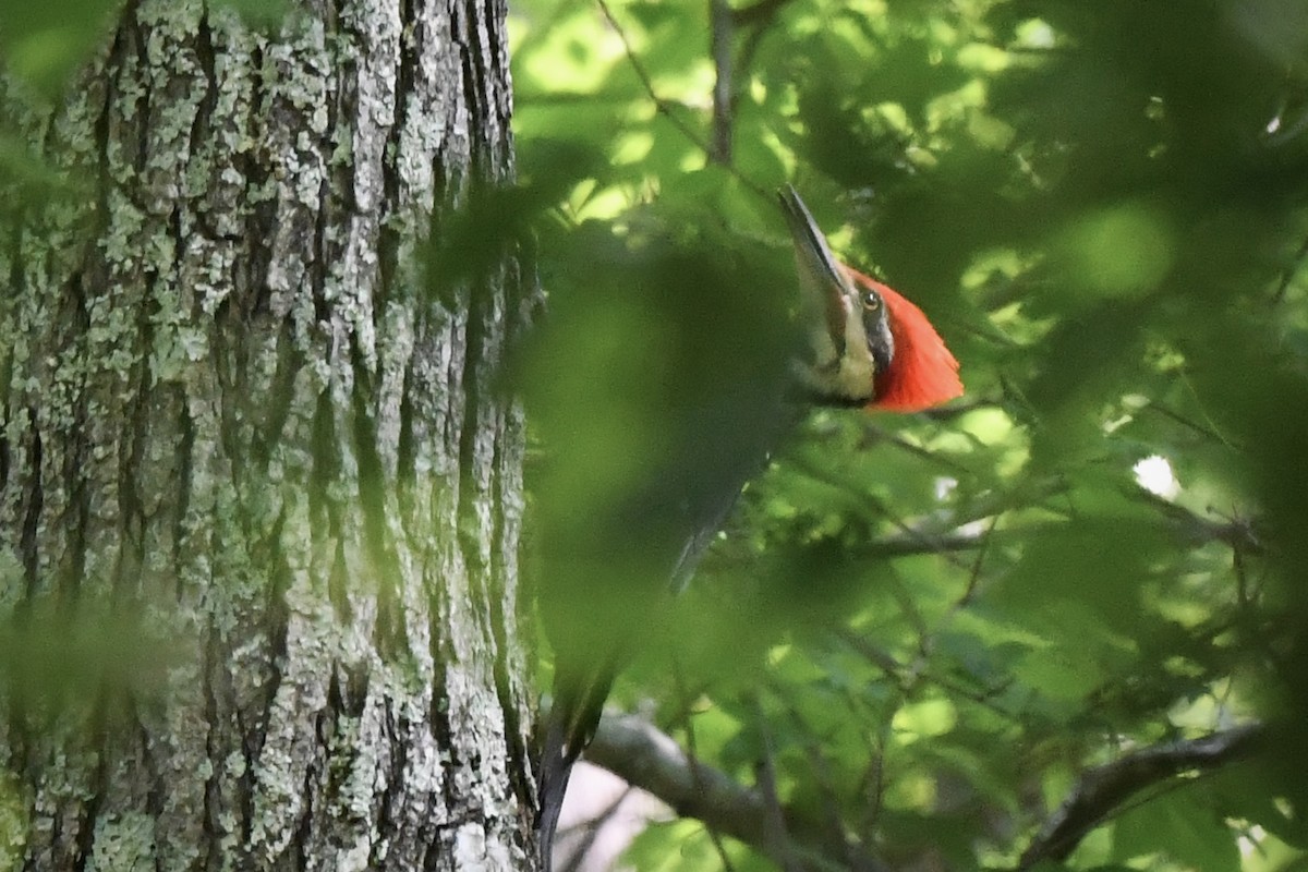 Pileated Woodpecker - ML636265023