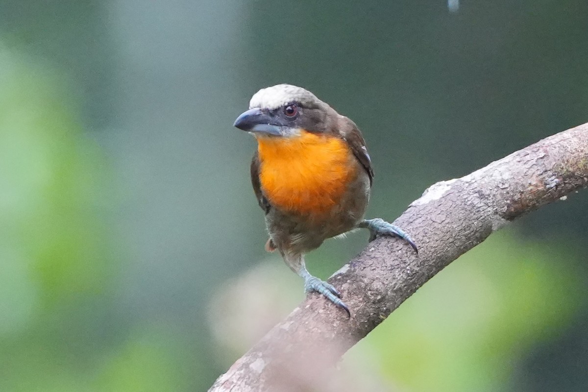 Scarlet-crowned Barbet - ML636265038