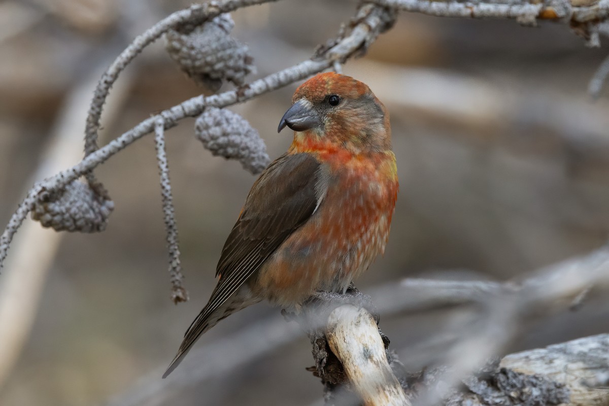 Cassia Crossbill - ML636265055