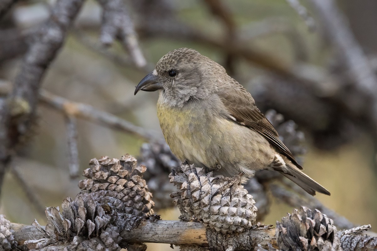 Cassia Crossbill - ML636265066