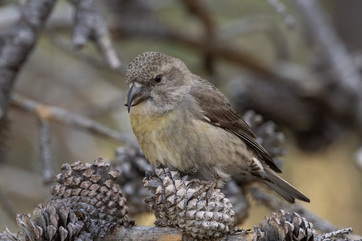 Cassia Crossbill - ML636265067