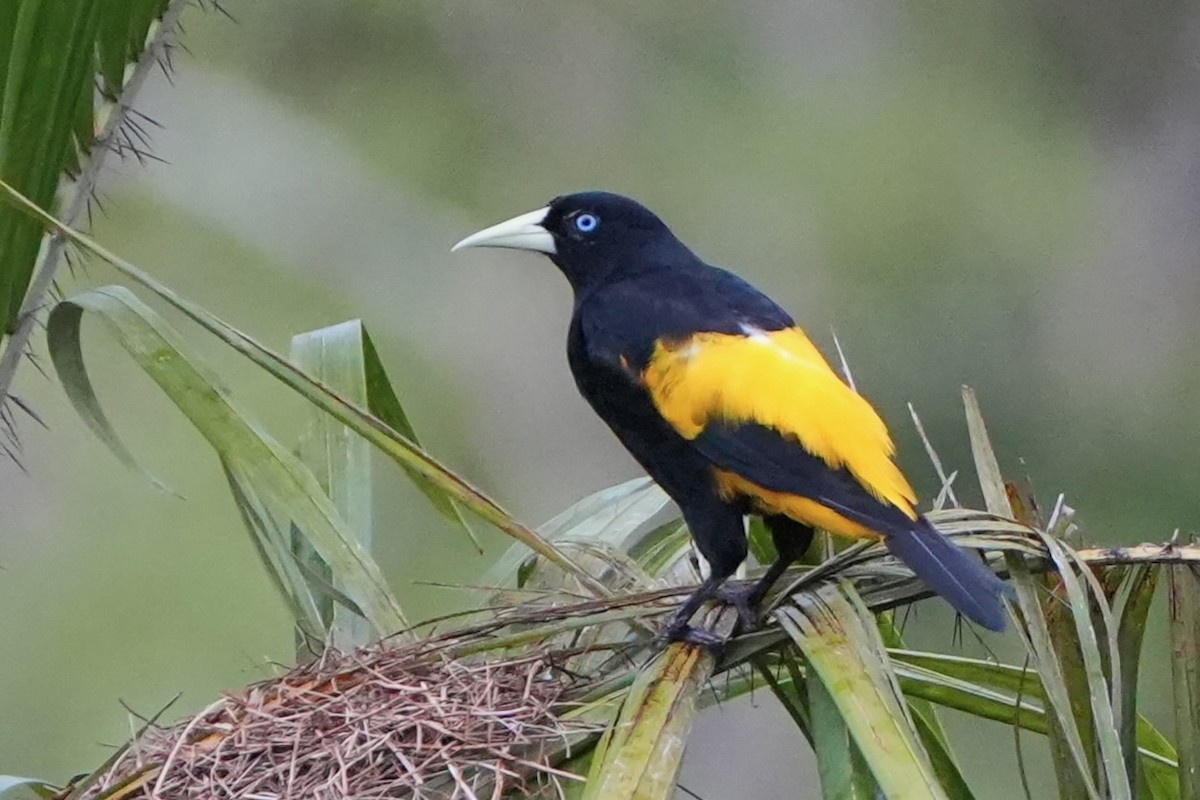 Yellow-rumped Cacique - ML636265069