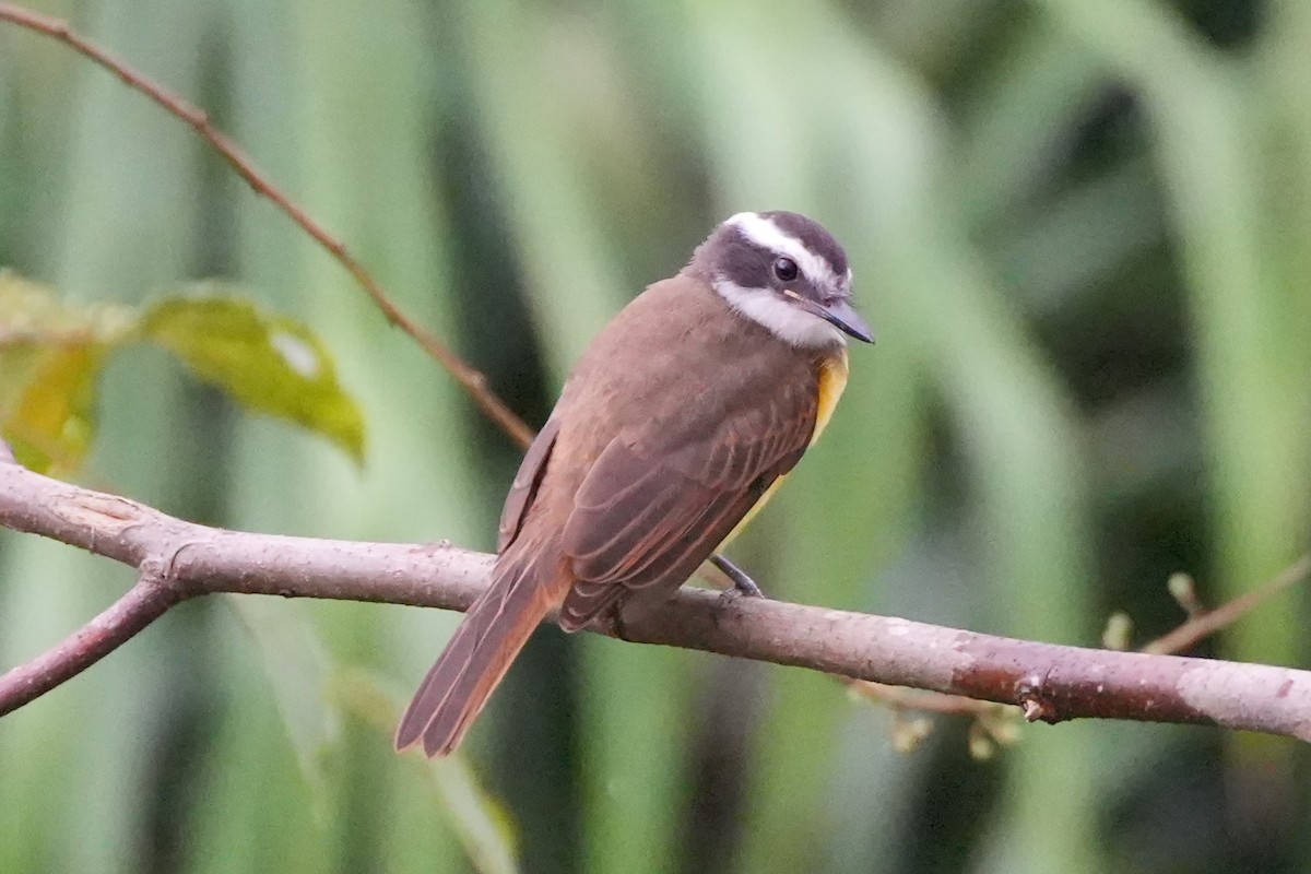 Lesser Kiskadee - ML636265093