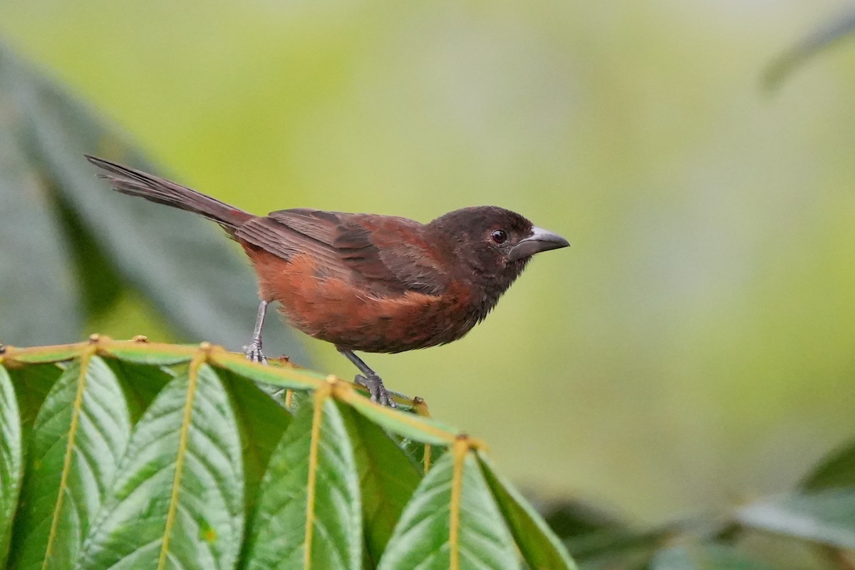 Silver-beaked Tanager - ML636265138