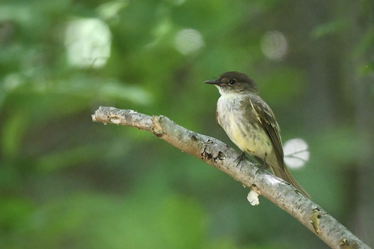 Eastern Phoebe - ML636265143
