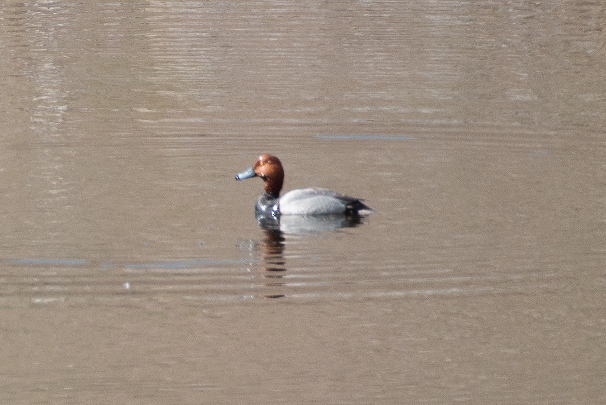 Redhead - ML636265189