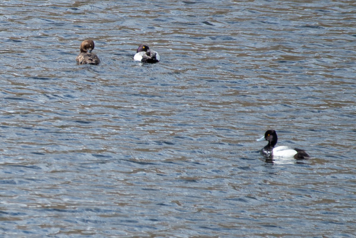 Lesser Scaup - ML636265210