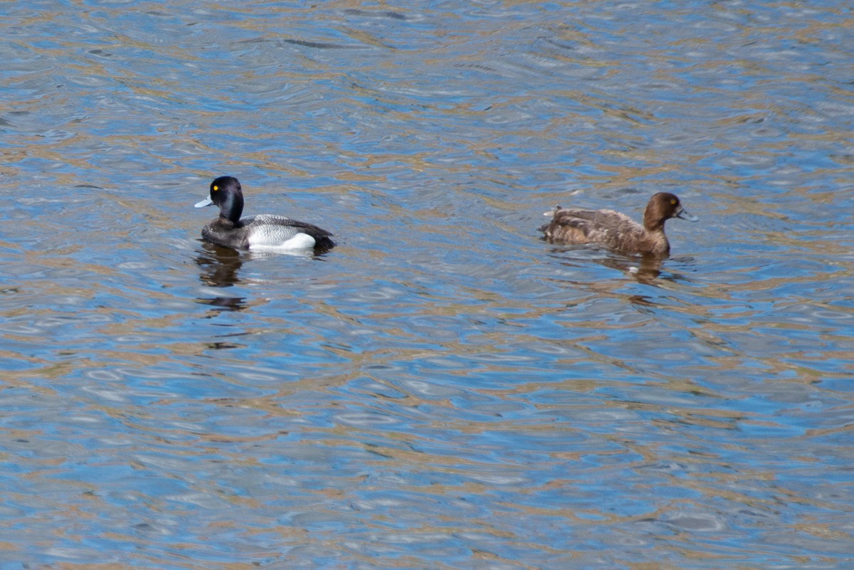 Lesser Scaup - ML636265211