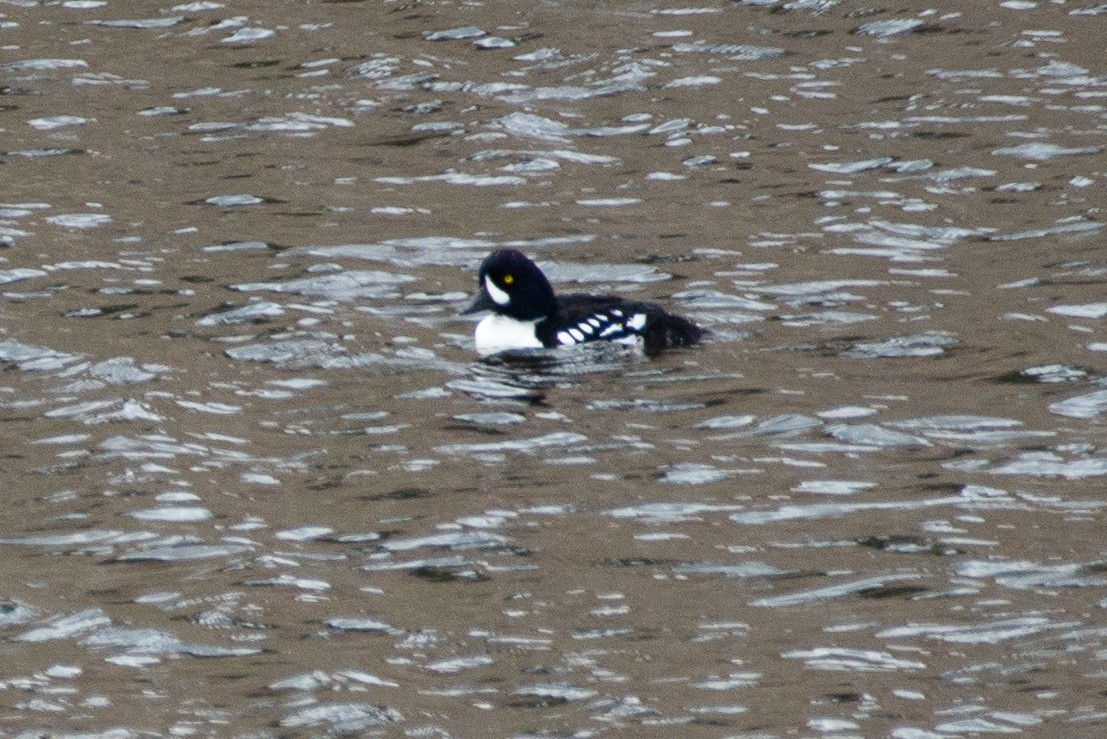 Barrow's Goldeneye - ML636265222