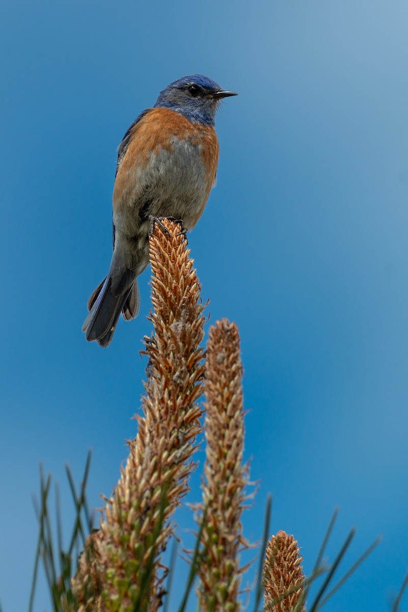 Western Bluebird - ML636265245