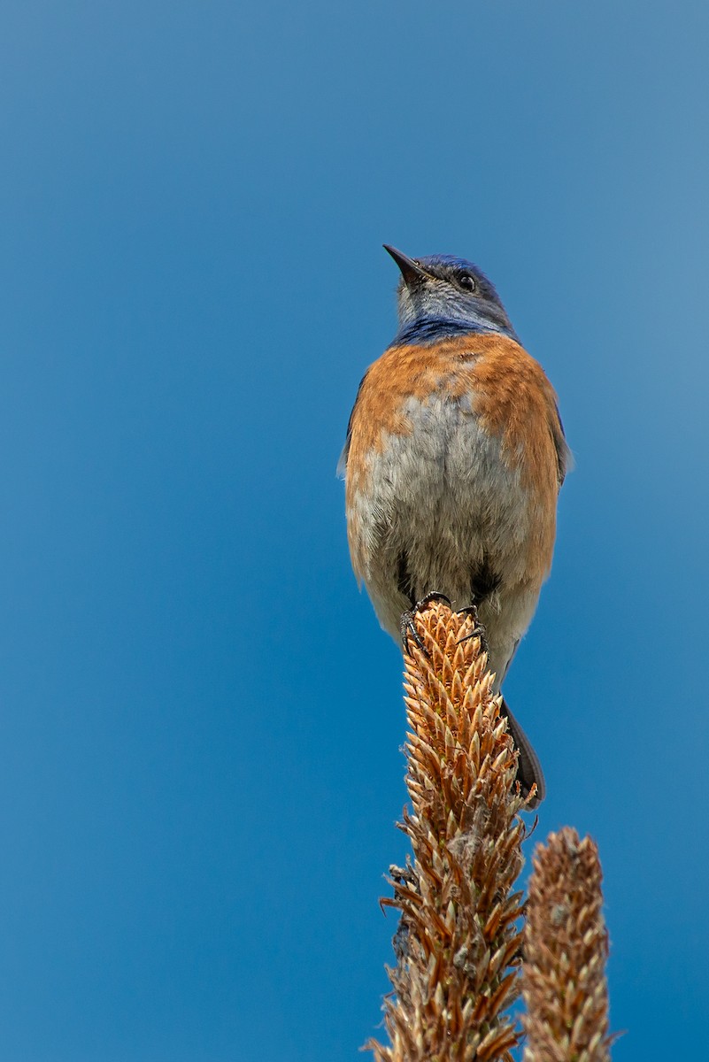 Western Bluebird - ML636265246