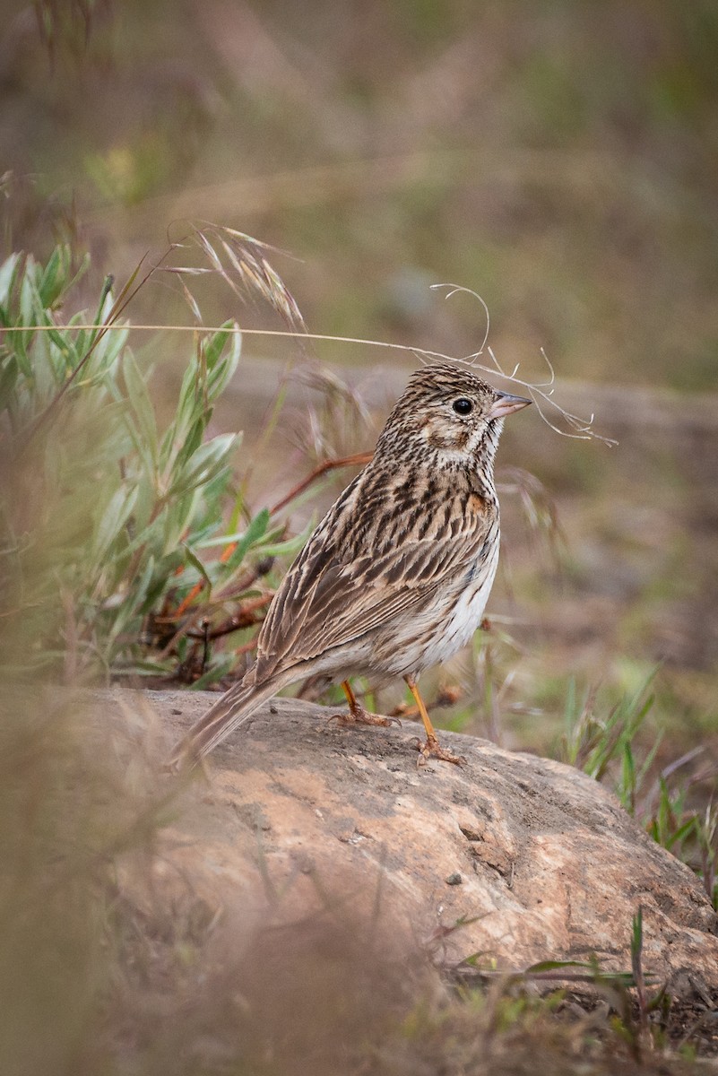 Vesper Sparrow - ML636265254