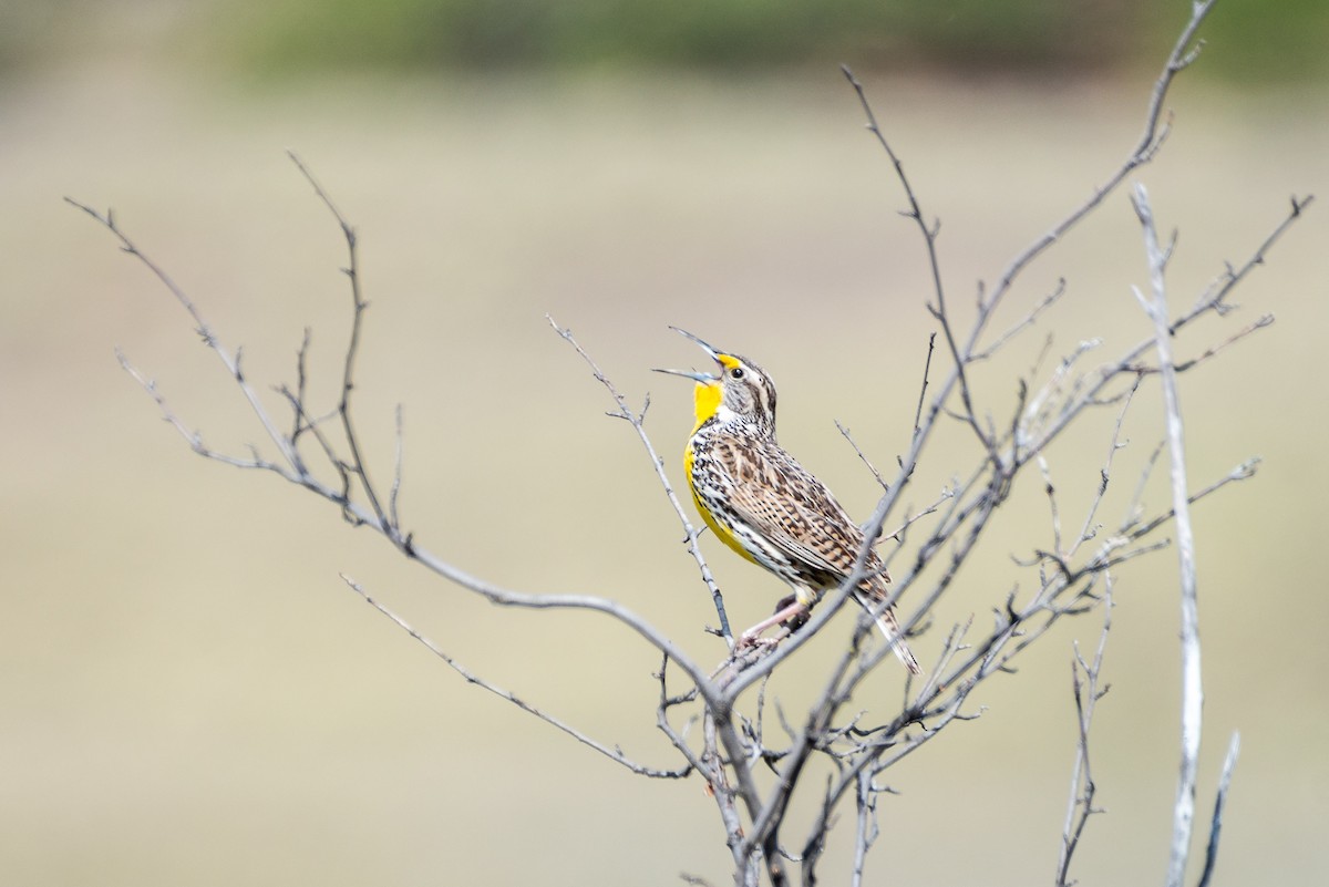Western Meadowlark - ML636265271