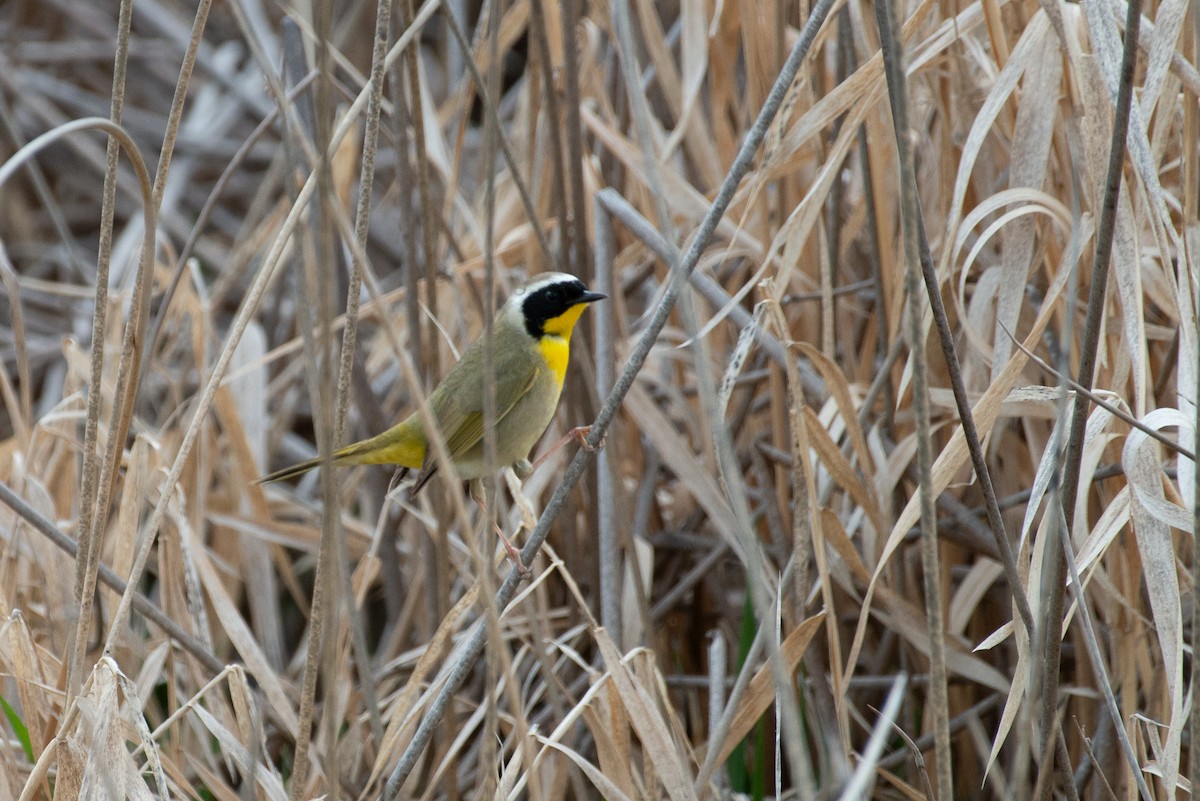 Common Yellowthroat - ML636265284