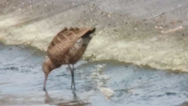 לימוזה אמריקנית - ML636265351