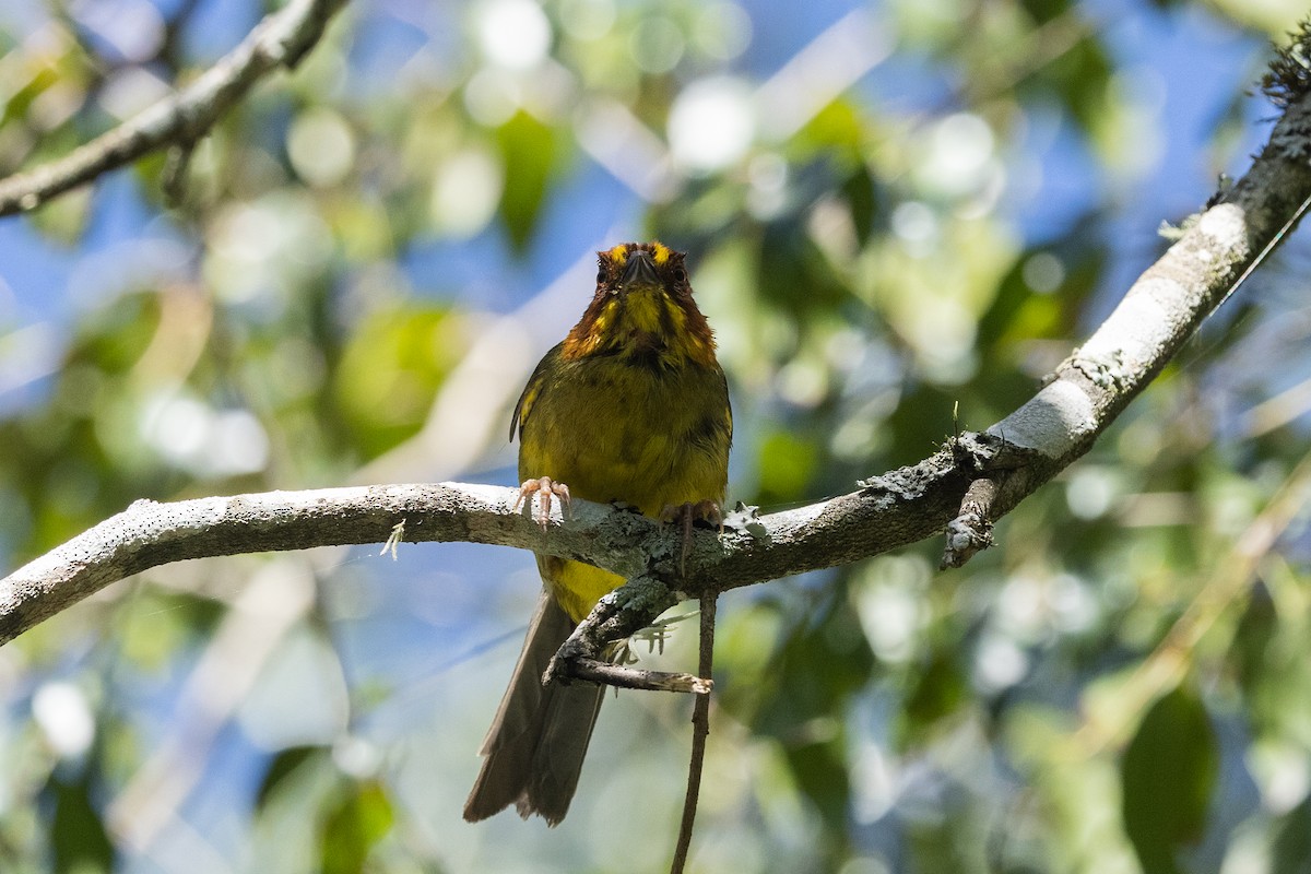 Fulvous-headed Brushfinch - ML636265422