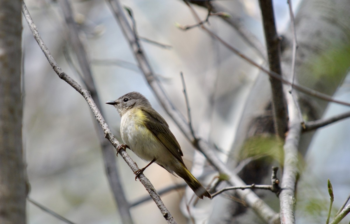 American Redstart - ML636265432