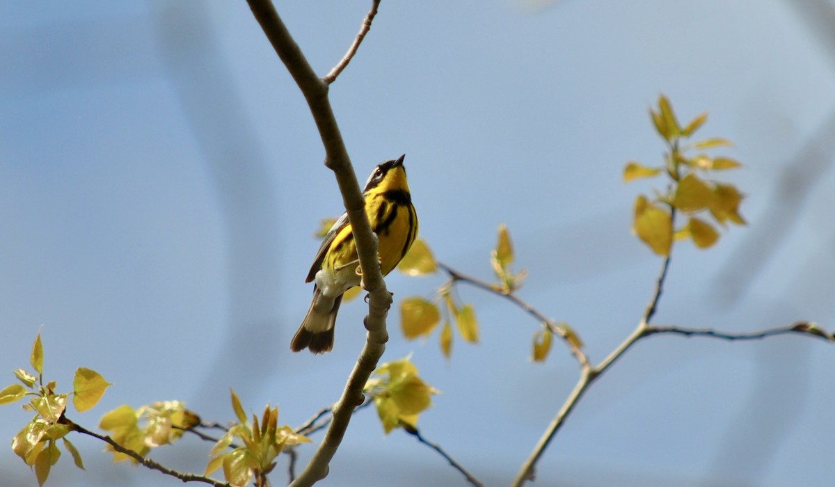 Magnolia Warbler - ML636265460