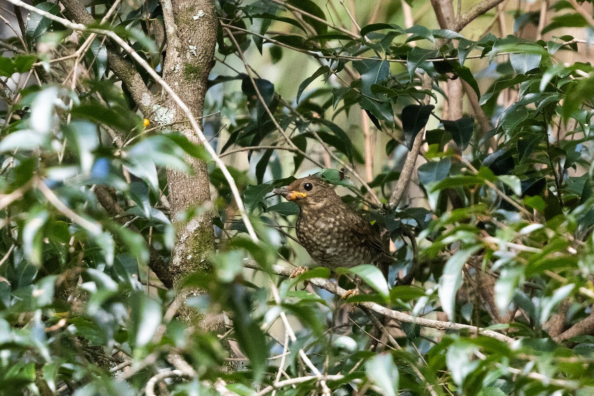Andean Slaty Thrush - ML636265464