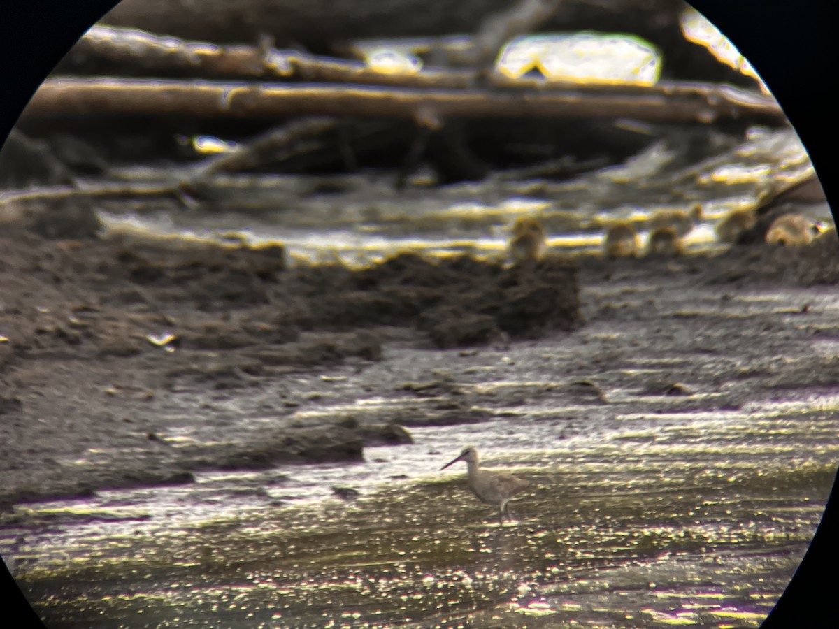 vodouš břehoušovitý - ML636265479