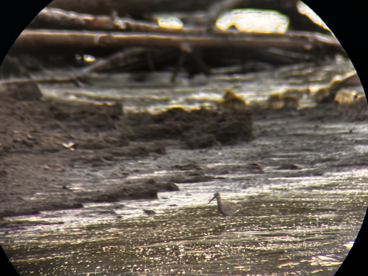 vodouš břehoušovitý - ML636265480