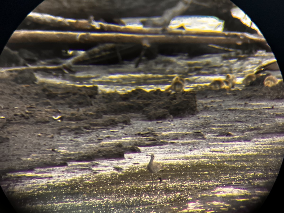 vodouš břehoušovitý - ML636265481