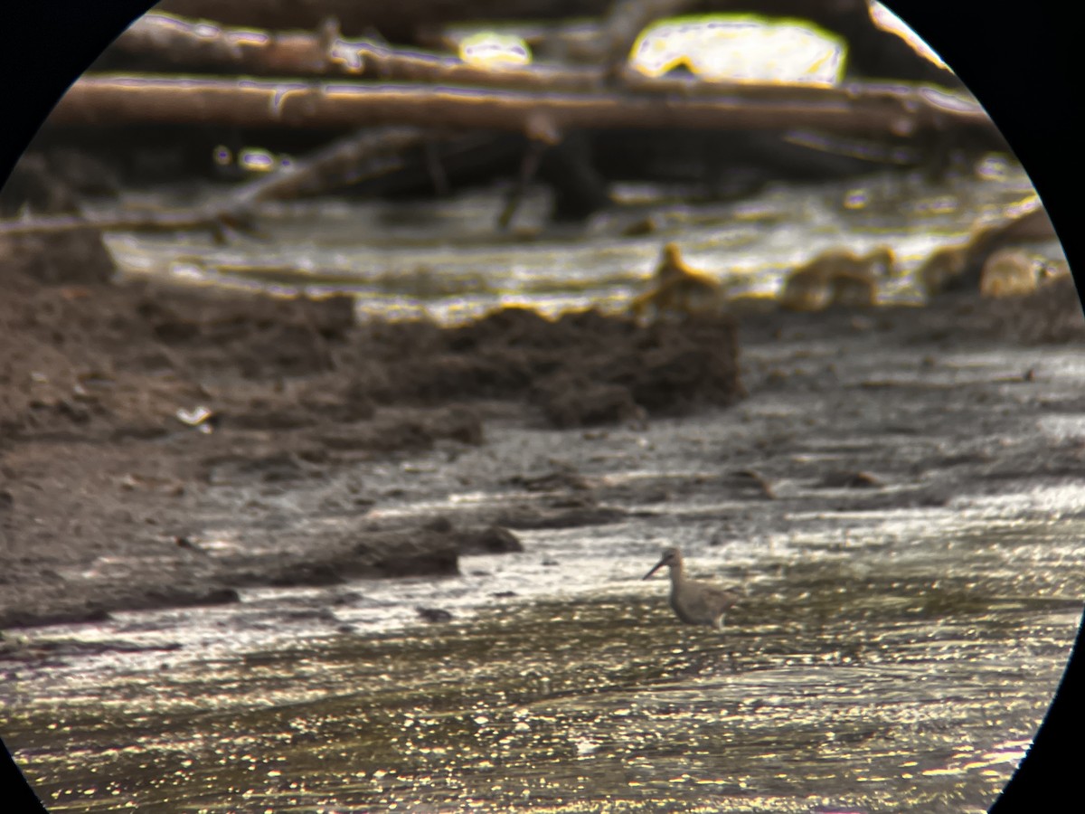 vodouš břehoušovitý - ML636265482