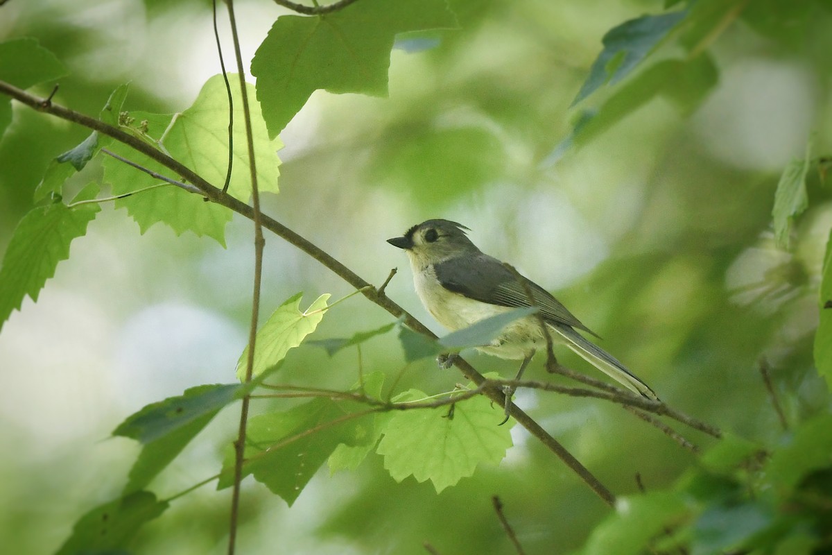 Tufted Titmouse - ML636265553