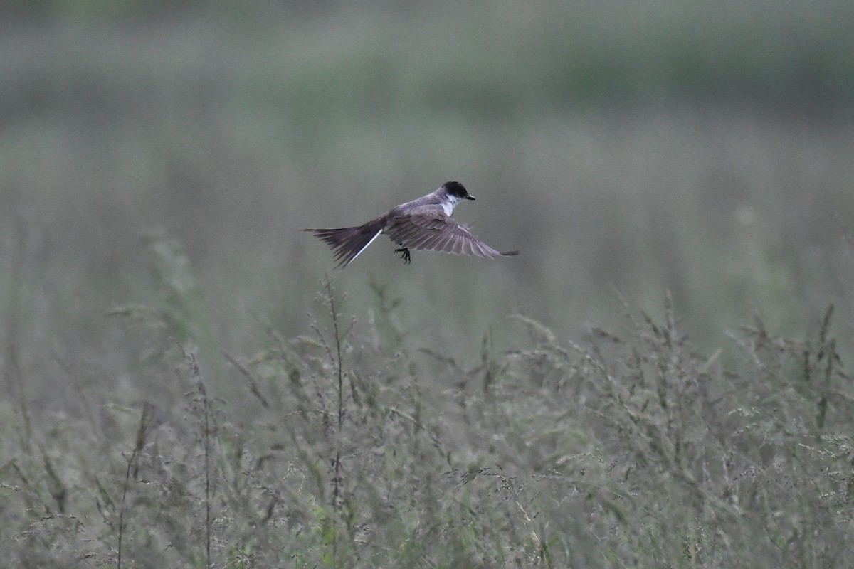 Fork-tailed Flycatcher (savana) - ML636265584