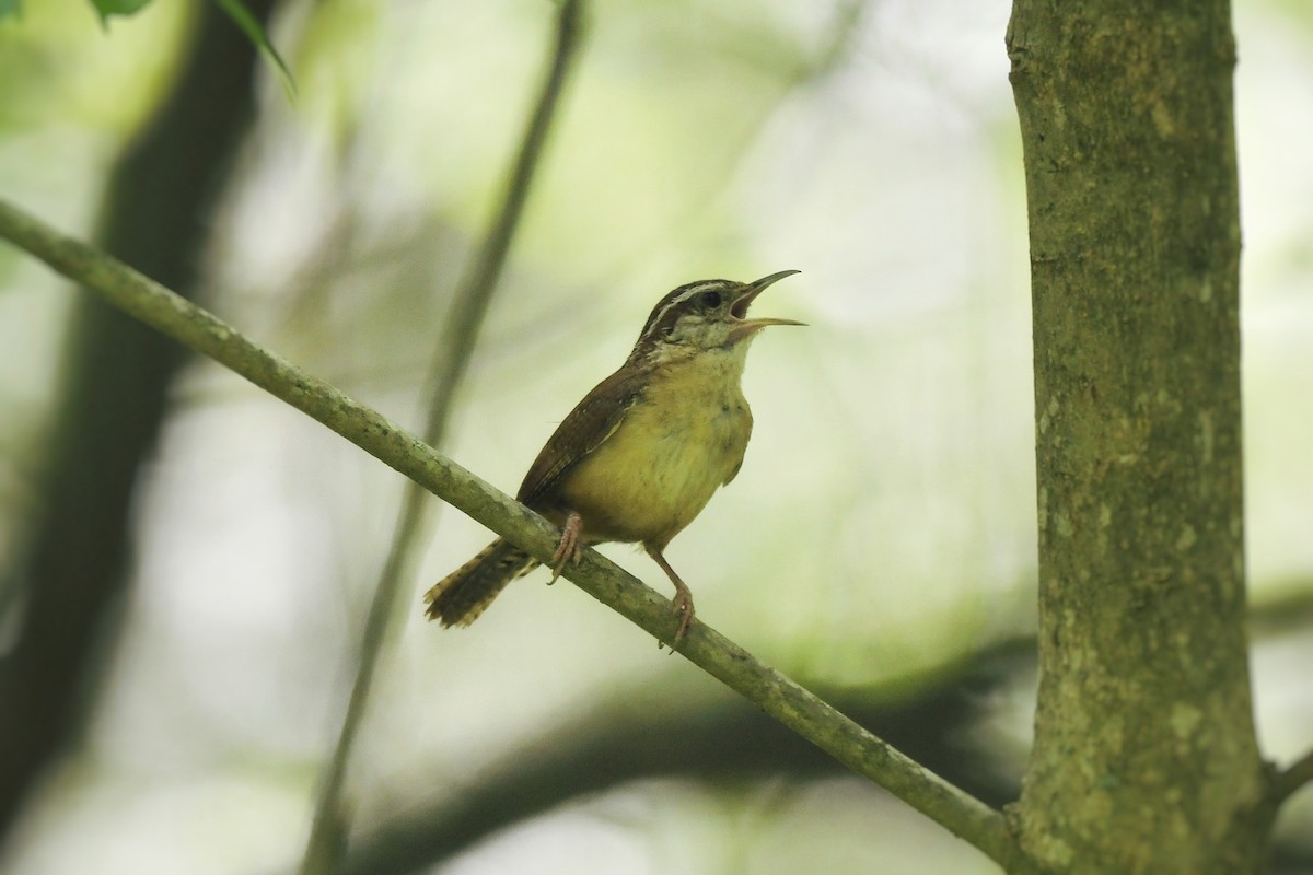 Carolina Wren - ML636265600
